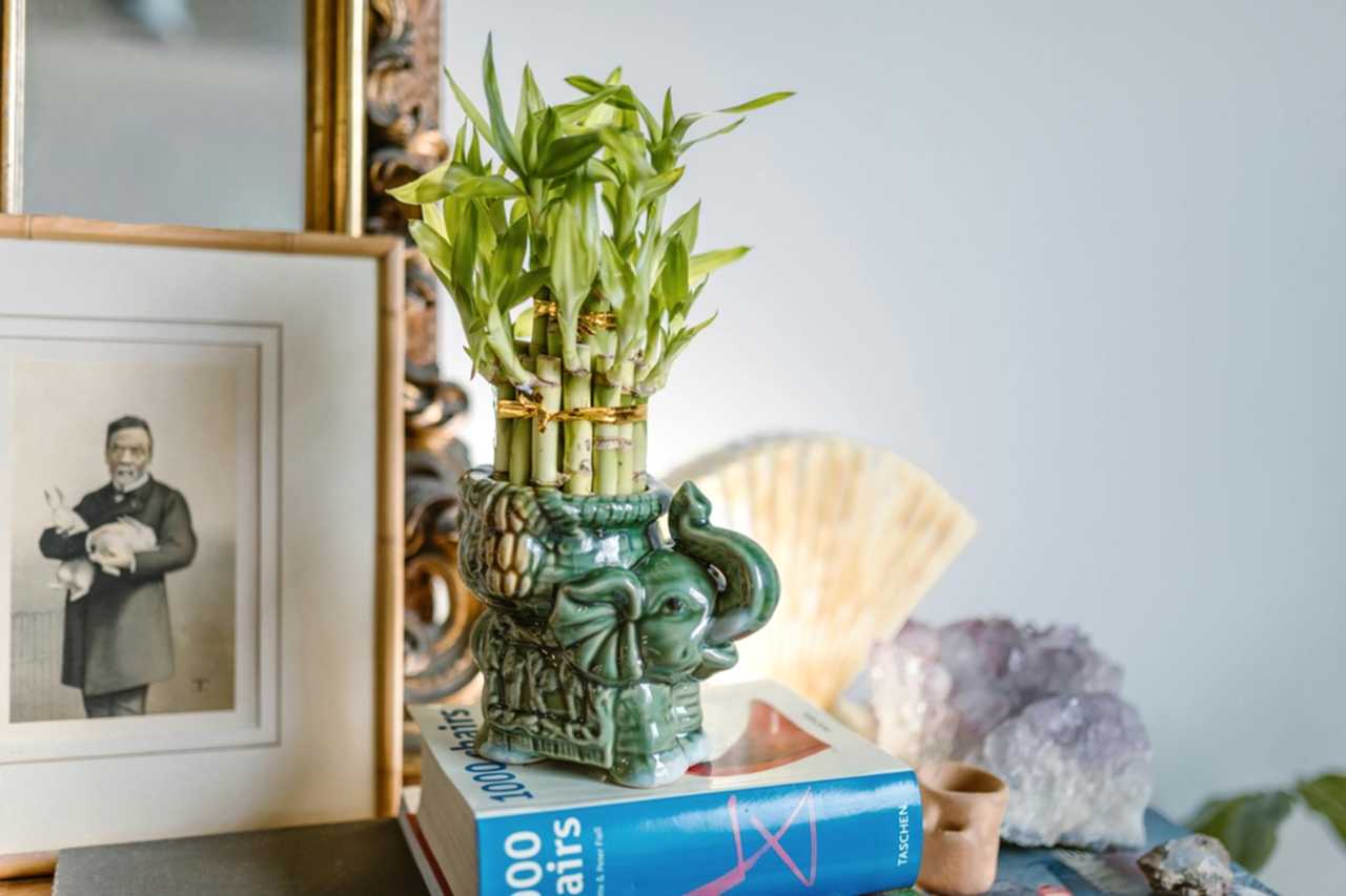 çiçek feng shui